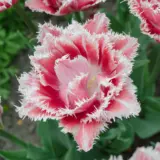 Tulip Queensland Tulip Queensland