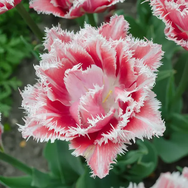 Tulip Queensland Tulip Queensland