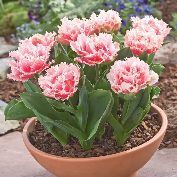 Tulip Queensland Tulip Queensland