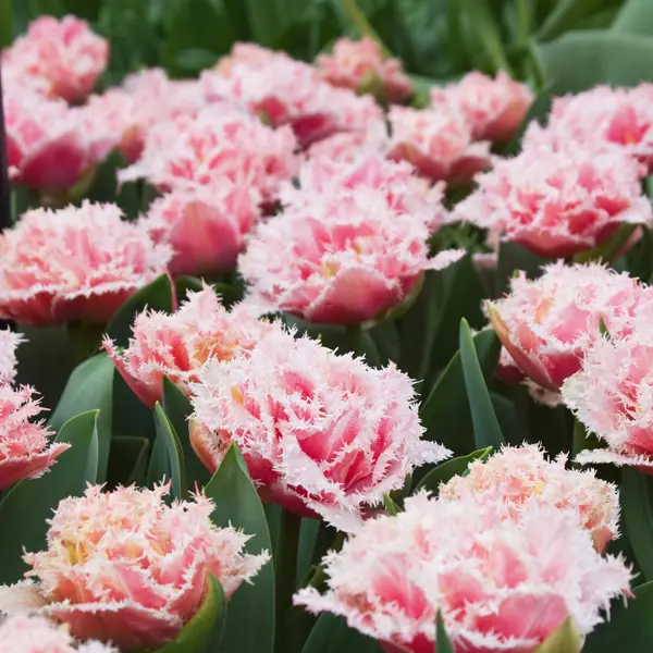 Tulip Queensland Tulip Queensland