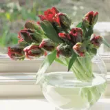 Tulip Rococo Tulip Rococo
