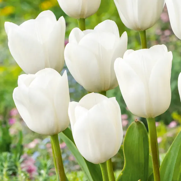 Tulip Royal Virgin – Pre-Order Tulip Royal Virgin – Pre-Order
