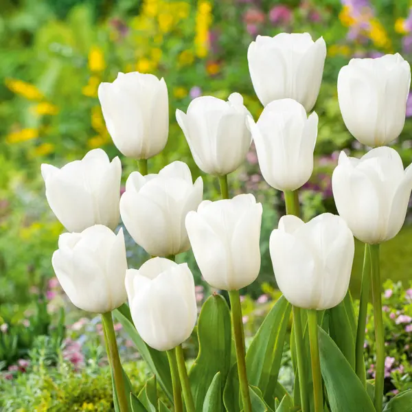Tulip Royal Virgin – Pre-Order Tulip Royal Virgin – Pre-Order