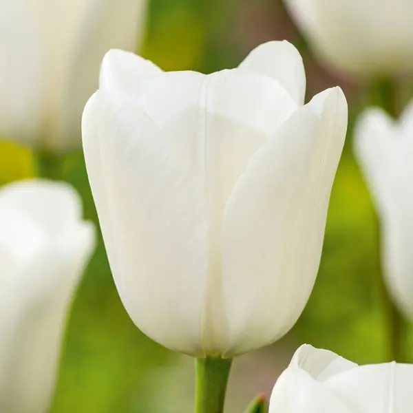 Tulip Royal Virgin – Pre-Order Tulip Royal Virgin – Pre-Order