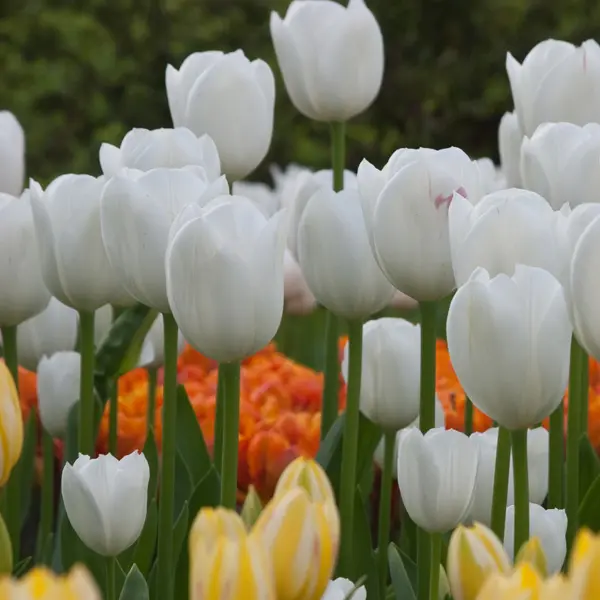 Tulip Royal Virgin – Pre-Order Tulip Royal Virgin – Pre-Order