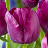 Tulip Saigon – Pre-Order Tulip Saigon – Pre-Order