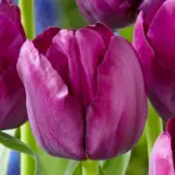 Tulip Saigon – Pre-Order Tulip Saigon – Pre-Order