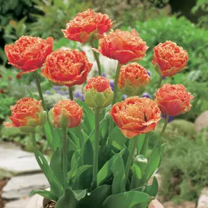 Tulip Sensual Touch Tulip Sensual Touch