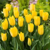Tulip Strong Gold Tulip Strong Gold