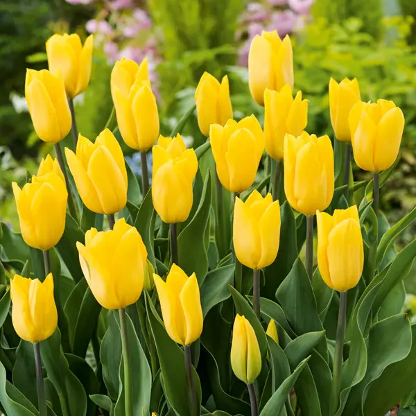Tulip Strong Gold Tulip Strong Gold