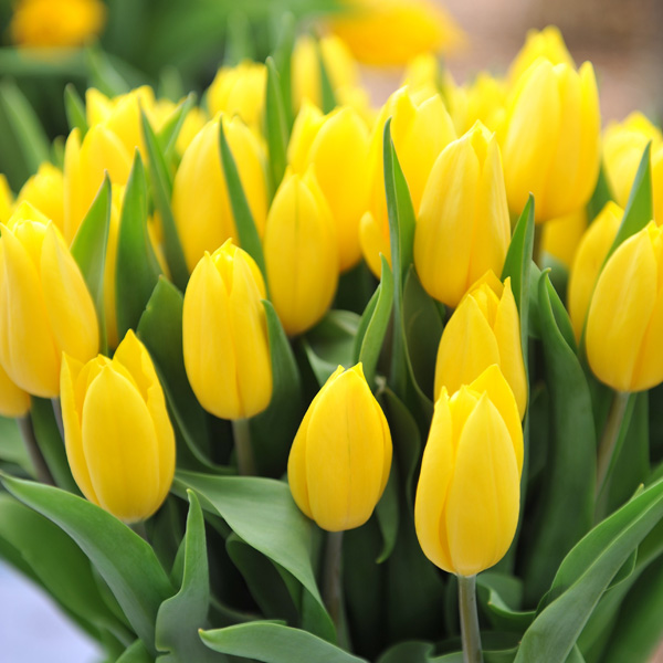 Tulip Strong Gold