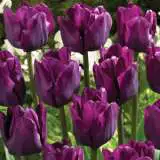 Tulip Saigon – Pre-Order Tulip Saigon – Pre-Order