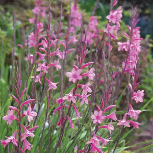 Watsonia Lilac Towers Watsonia Lilac Towers