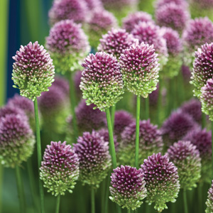 Allium Drumstick – Pre-Order Allium Drumstick – Pre-Order
