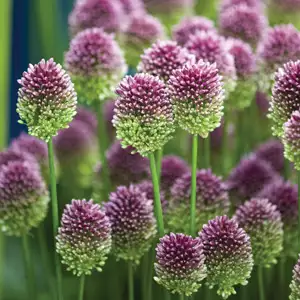 Allium Drumstick – Pre-Order Allium Drumstick – Pre-Order