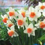 Daffodil Accent Daffodil Accent