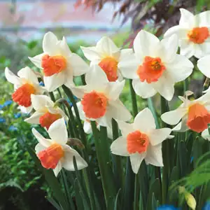 Daffodil Accent Daffodil Accent