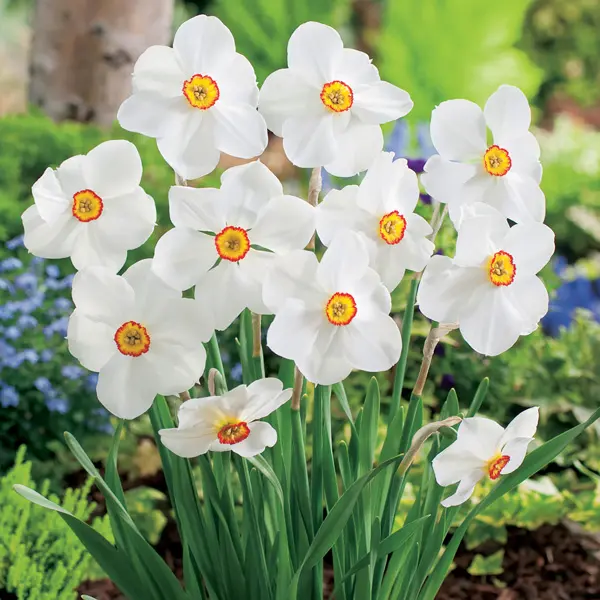 Daffodil Actaea Daffodil Actaea