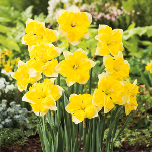 Daffodil Chanterelle Daffodil Chanterelle
