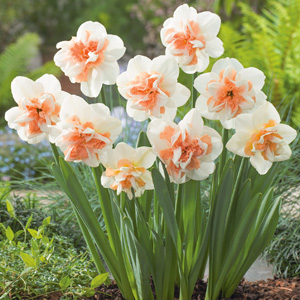 Daffodil Delnashaugh Daffodil Delnashaugh