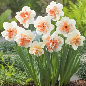 Daffodil Delnashaugh Daffodil Delnashaugh