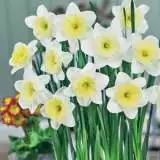 Daffodil Fortune & Ice Follies Blend Daffodil Fortune & Ice Follies Blend