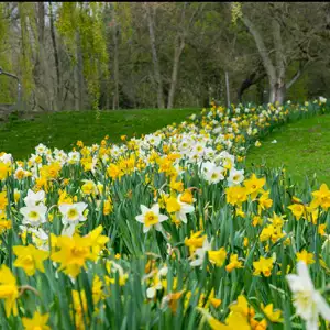 Daffodil Mixed 10pk