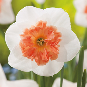 Daffodil Precocious