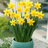 Daffodil Tete Tete – Pre-Order Daffodil Tete Tete – Pre-Order