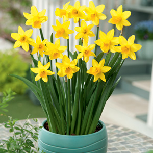 Daffodil Tete Tete – Pre-Order Daffodil Tete Tete – Pre-Order