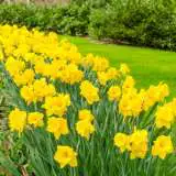 Daffodil Yellow Trumpet – Pre-Order Daffodil Yellow Trumpet – Pre-Order