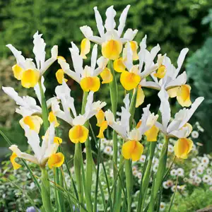 Dutch Iris Apollo