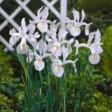 Dutch Iris Casablanca Dutch Iris Casablanca