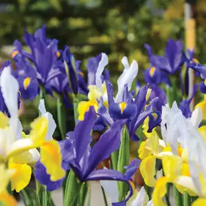 Box Of Bulbs Dutch Iris Mixed
