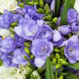 Freesia Biscaya Freesia Biscaya