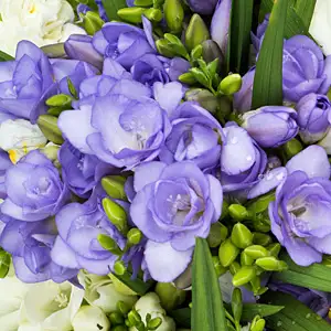 Freesia Biscaya Freesia Biscaya