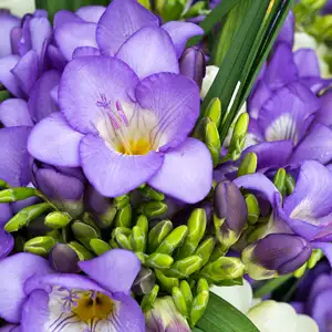 Freesia Giant Blue Sky Freesia Giant Blue Sky