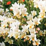 Freesia Refracta Alba Freesia Refracta Alba