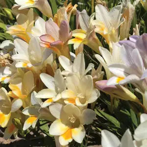 Freesia Refracta Mixed Freesia Refracta Mixed