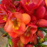 Freesia Santorini Pkfresan 2020 - Garden Express Australia