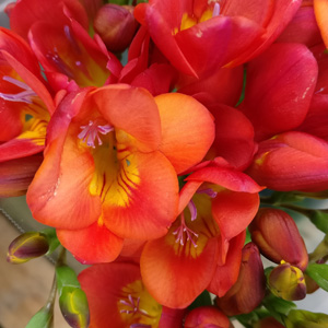 Freesia Giant Santorini Freesia Giant Santorini