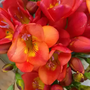Freesia Giant Santorini Freesia Giant Santorini