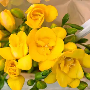 Freesia Yvonne Freesia Yvonne