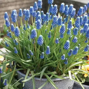 Grape Hyacinth Blue 15pk Grape Hyacinth Blue 15pk