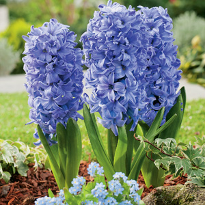 Hyacinth Delft Blue