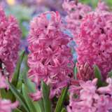 Hyacinth Pink Pearl Hyacinth Pink Pearl