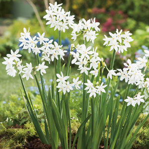 Jonquil Paperwhite