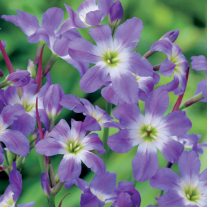 Leucocoryne Glory Of The Sun