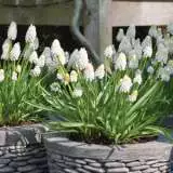 Muscari Argei Album Pkmusaal 2019 - Garden Express Australia