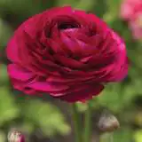 Ranunculi Burgundy Ranunculi Burgundy